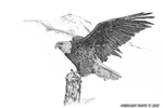 wildlife;Eagle;Bald-Eagle;Art;Artwork-Drawing;Ink-Drawing