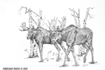 wildlife;Moose;Bull-Moose;Birch-Trees;Ink;Ink-Drawing;Art;Artwork-Drawing;Drawing