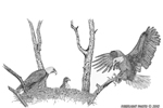 wildlife;Bild-Eagle;Eagle;Trees;Nest;Ink;Ink-Drawing;Art;Artwork-Drawing;Drawing