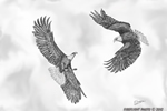 wildlife;Bald-Eagle;Eagle;Sky;Littleton;NH;Ink;Ink-Drawing;Art;Artwork-Drawing;Drawing