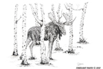 wildlife;Moose;Bull-Moose;Birch-Trees;Ink;Ink-Drawing;Art;Artwork-Drawing;Drawing