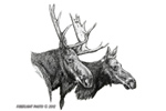 wildlife;Moose;Bull-Moose;Cow;Pen-and-Ink;Moose-pen-and-ink-Drawing;Art;Artwork;Drawing