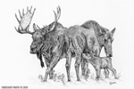 wildlife;Moose;Bull-Moose;Cow-Moose;Calf;Marsh;Ink;Ink-Drawing;Art;Artwork-Drawing;Drawing