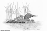 wildlife;Loon;Common-Loon;Baby;Pond;Babies;Ink;Ink-Drawing;Art;Artwork-Drawing;Drawing