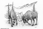 wildlife;Moose;Bull-Moose;Fighting;Sparring;Ink;Ink-Drawing;Art;Artwork-Drawing;Drawing