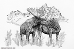 wildlife;Moose;Bull-Moose;love;amour;mountains;Ink;Ink-Drawing;Art;Artwork-Drawing;Drawing