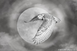 Wildlife;art;artwork;painting;drawing;Corel-Painter;bubo-scandiacus;owl;Gavia-immer;moon