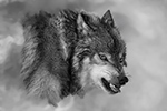 Wildlife;art;artwork;painting;drawing;Corel-Painter;Wolf;Wolves;grayscale