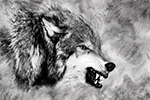 Wildlife;art;artwork;painting;drawing;Corel-Painter;Wolf;Wolves;grayscale