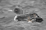 Wildlife;art;artwork;painting;drawing;Corel-Painter;Common-loon;loon;Gavia-immer;Baby