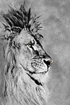 Wildlife;art;artwork;painting;drawing;Corel-Painter;Lion;barbary-lion;grayscale
