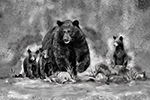 Wildlife;art;artwork;painting;drawing;Corel-Painter;Bear;Black-Bear;Cubs;grayscale