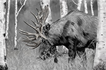 Wildlife;art;artwork;painting;drawing;Corel-Painter;moose;bull-moose;grayscale;birches