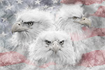 Wildlife;art;artwork;painting;drawing;Corel-Painter;Bald-Eagle;Eagles;Flag;grayscale