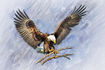 Wildlife;art;artwork;painting;drawing;Corel-Painter;Eagle;Bald-Eagle;color;colour