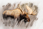 Wildlife;art;artwork;painting;drawing;Corel-Painter;Moose;Denali;Color
