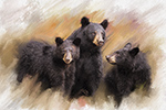 Wildlife;art;artwork;painting;drawing;Corel-Painter;Black-Bear;bear;Cub;color