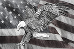 Wildlife;art;artwork;painting;drawing;Corel-Painter;Pen-and-Ink;Bald-Eagle;Eagle;Flag;grayscale