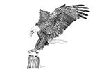wildlife;Eagle;Bald-Eagle;Art;Artwork-Drawing;Ink-Drawing;pen-and-ink