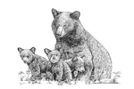 Wildlife;art;artwork;Pen-and-ink;ink;drawing;Bear;Black-Bear;NH