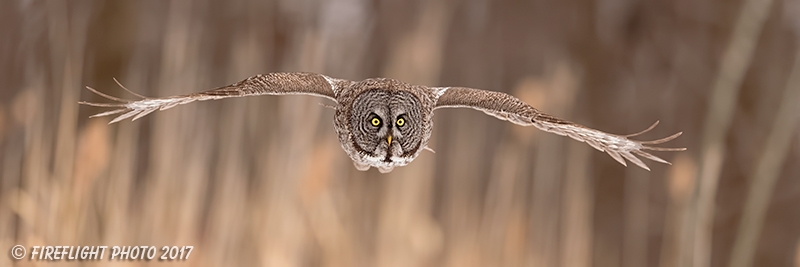 wildlife;raptor;owl;gray;grey;Strix nebulosa;grass;pan;panoramic;Canada;D5;2017