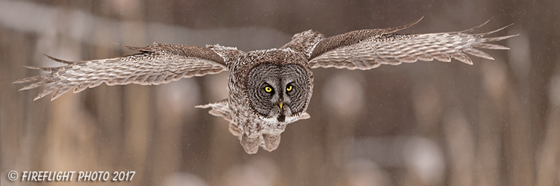 wildlife;raptor;owl;gray;grey;Strix nebulosa;grass;pan;panoramic;Canada;D5;2017