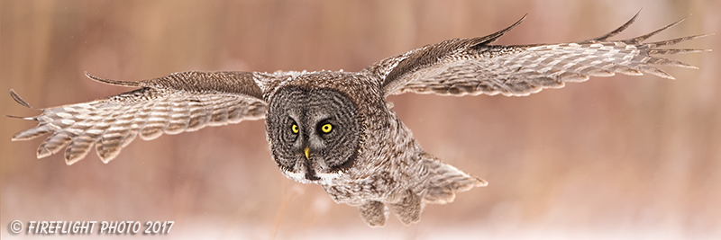 wildlife;raptor;owl;gray;grey;Strix nebulosa;snow;pan;panoramic;Canada;D5;2017