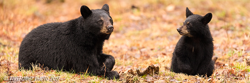 wildlife;bear;bears;black bear;Ursus americanus;North NH;NH;Cub;Panroamic
