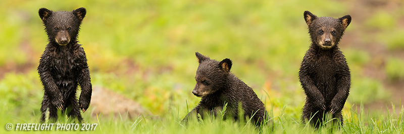 wildlife;bear;bears;black bear;Ursus americanus;Cubs;Panoramic;Wet;Northern NH;NH