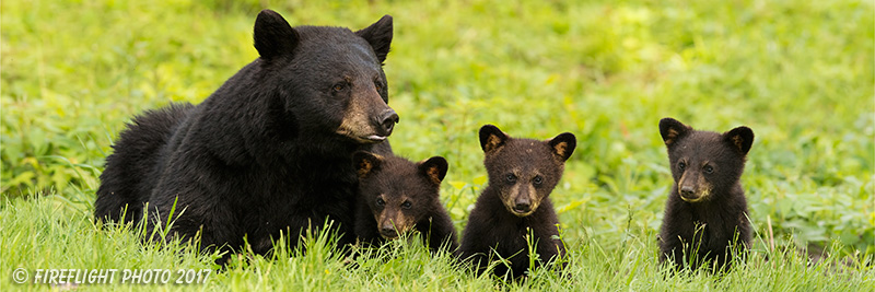 wildlife;bear;bears;black bear;Ursus americanus;Cubs;Panoramic;Northern NH;NH