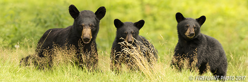 wildlife;bear;bears;black bear;Ursus americanus;Cubs;Panoramic;Northern NH;NH