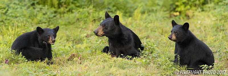 wildlife;bear;bears;black bear;Ursus americanus;Cubs;Panoramic;Northern NH;NH