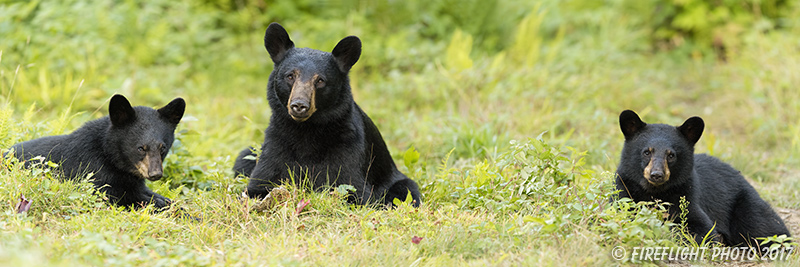 wildlife;bear;bears;black bear;Ursus americanus;Cubs;Panoramic;Northern NH;NH