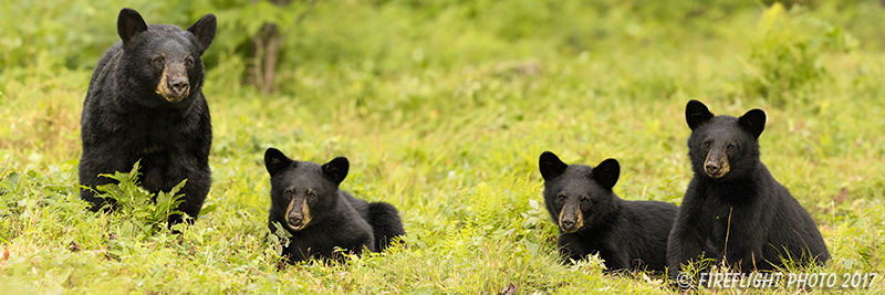 wildlife;bear;bears;black bear;Ursus americanus;Cubs;Panoramic;Northern NH;NH