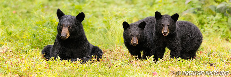 wildlife;bear;bears;black bear;Ursus americanus;Cubs;Panoramic;Northern NH;NH