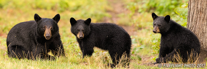 wildlife;bear;bears;black bear;Ursus americanus;Cubs;Panoramic;Northern NH;NH