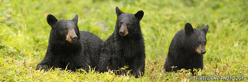 wildlife;bear;bears;black bear;Ursus americanus;Cubs;Panoramic;rain;Northern NH;NH