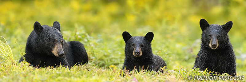 wildlife;bear;bears;black bear;Ursus americanus;Cubs;Panoramic;Northern NH;NH