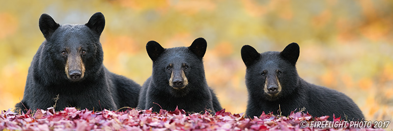 wildlife;bear;bears;black bear;Ursus americanus;Cubs;Panoramic;Fall;Foliage;Northern NH;NH