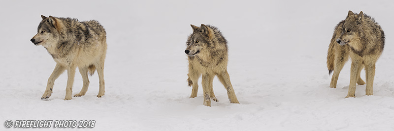 wildlife;Wolf;Wolves;Canis Lupus;Pan;snow;Panoramic;Montana;MT;D5;2018