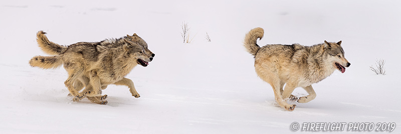 wildlife;Wolf;Wolves;Canis Lupus;Pan;snow;Panoramic;Montana;MT;D5;2018