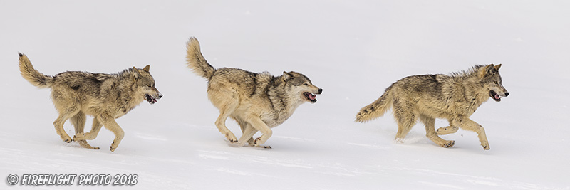 wildlife;Wolf;Wolves;Canis Lupus;Pan;snow;Panoramic;Montana;MT;D5;2018