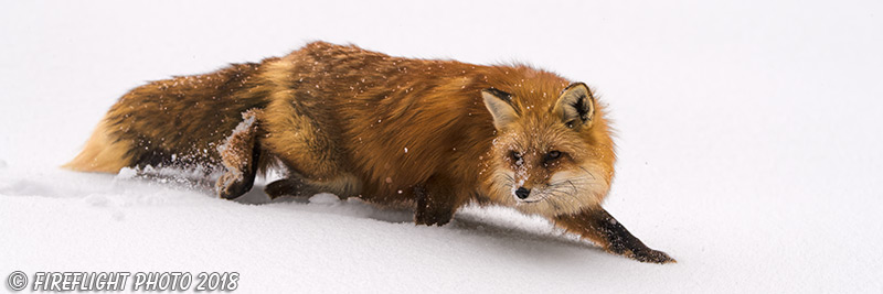 wildlife;Fox;Red Fox;Vulpes vulpes;Snow;Walking;Wyoming;WY;D850;2018
