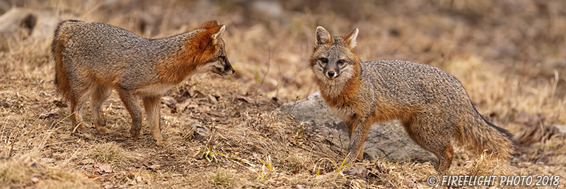 wildlife;Fox;Gray Fox;Urocyon cinereoargenteus;Grey;Pan;Panoramic;Easton;NH;D5;2018