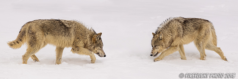 wildlife;Wolf;Wolves;Canis Lupus;Pan;snow;Panoramic;Montana;MT;D5;2018