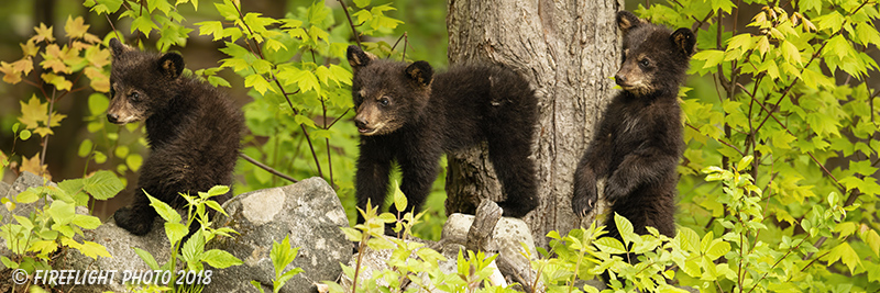 wildlife;bear;Cubs;Cub;black bear;Ursus americanus;North NH;NH;Pan;Panoramic;D5