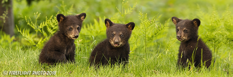 wildlife;bear;Cubs;Cub;black bear;Ursus americanus;North NH;NH;Pan;Panoramic;D5