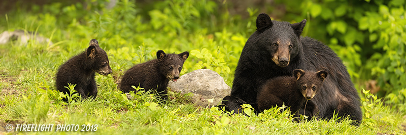 wildlife;bear;bears;black bear;Ursus americanus;Cub;Cubs;Pan;Panoramic;North NH;NH;D5