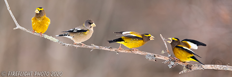 wildlife;bird;Evening Grosbeak;Coccothraustes vespertinus;Pan;Panoramic;Easton;NH