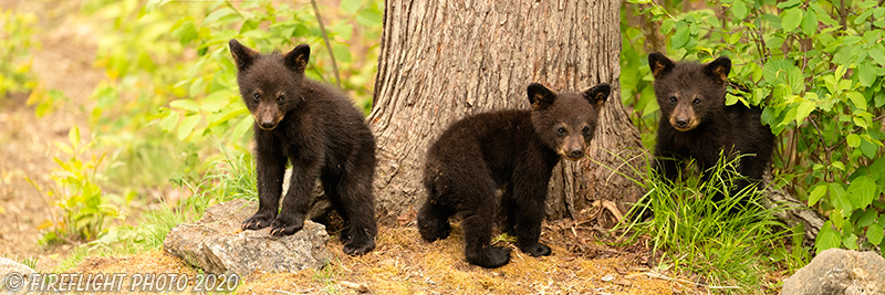 wildlife;bear;bears;black bear;Ursus americanus;Cubs;Pan;Panoramic;Northern NH;NH
